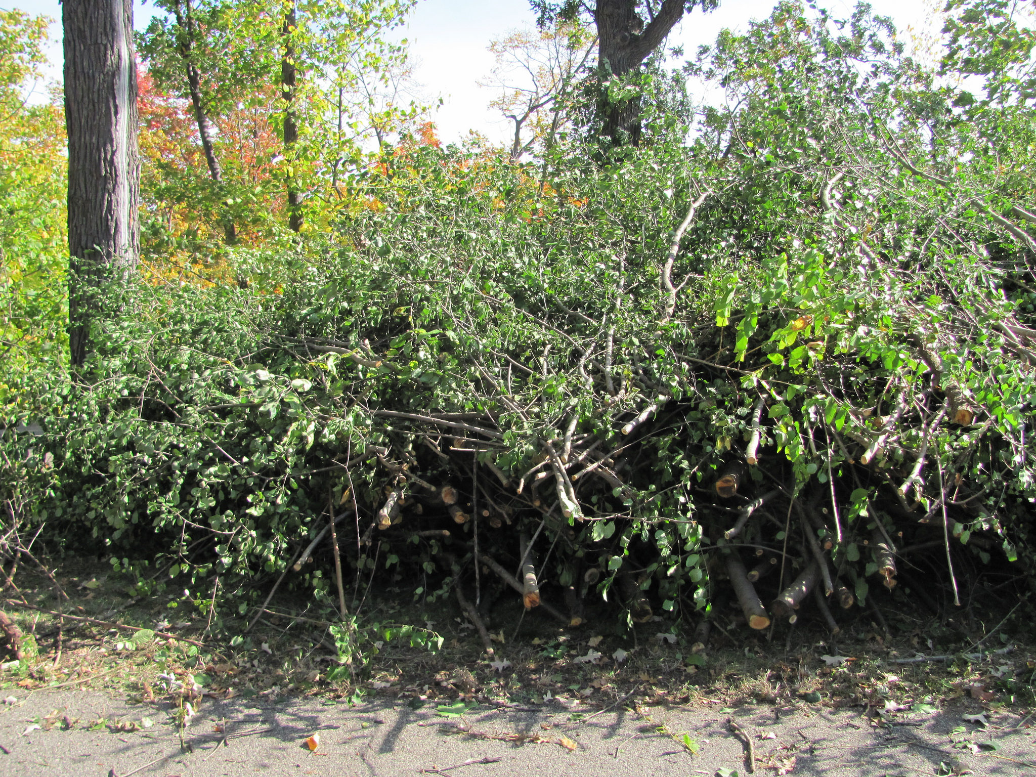 What To Plant After Removing Buckthorn - Zekria-vold